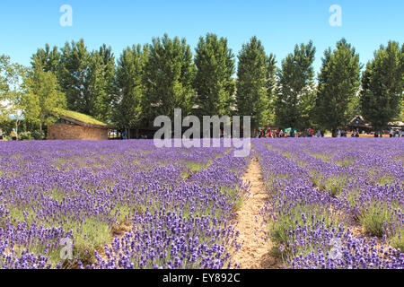 Furano, Japan - July 8,2015: Lavender field in Furano, Hokkaido with some tourists walking by in the background Stock Photo