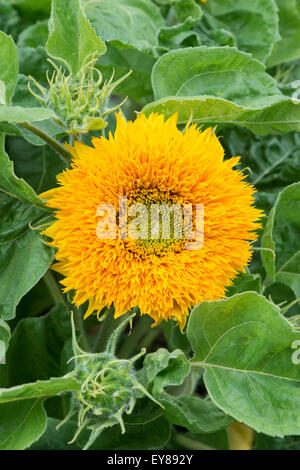 Helianthus annuus. Sunflower 'Sunshot Golds Mixed' Stock Photo