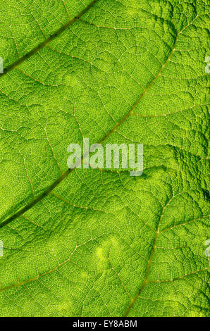 Close up back lit detail of a gunnera leaf Stock Photo