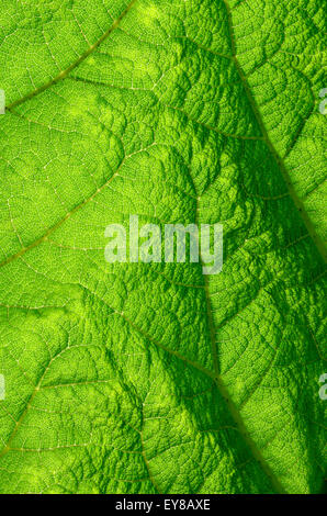Close up back lit detail of a gunnera leaf Stock Photo