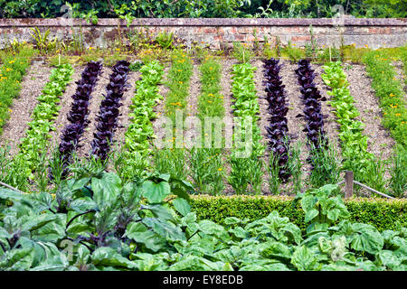 Young green, purple lettuce and marigold flowers, growing on a small slope between a wall and box hedge in a vegetable patch Stock Photo