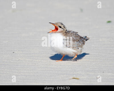 Young Common Tern Chick with Mouth Open Stock Photo