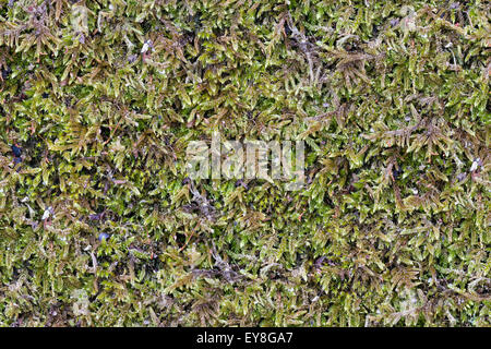 Green Moss. Seamless Tileable Texture. Stock Photo