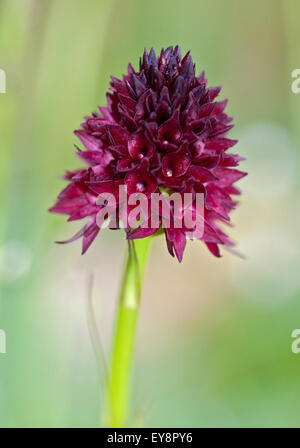 Black Vanilla Orchid (gymnadenia rhellicani nigritella nigra), Dolomites, Italy Stock Photo