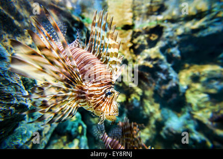 Lionfish or devil firefish (Pterois miles) is a sea fish exotic and beautiful Stock Photo