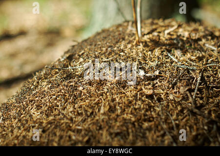 Red Forest Ants  In Anthill Macro Photo.Shallow depth-of-field Stock Photo