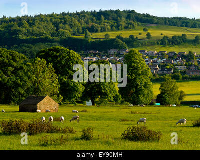 Sheep grazing on grass in summer on Cromford Meadows in the Derbyshire Dales Peak District England UK with houses beyond Stock Photo