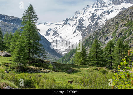 Alpine ibex (Capra ibex) foraging in the Valsavarenche valley in the Graian Alps in spring, Gran Paradiso National Park, Italy Stock Photo