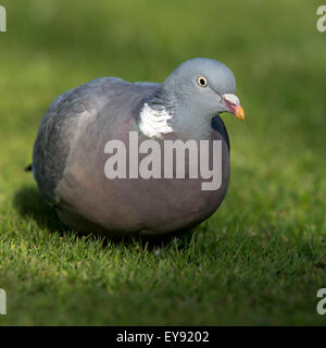 Common Woodpigeon, (Columba oenas), adult, Heligan, Cornwall, England, UK. Stock Photo