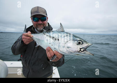 Fisherman holds false albacore; Cape Cod, Massachusetts, United States of America Stock Photo