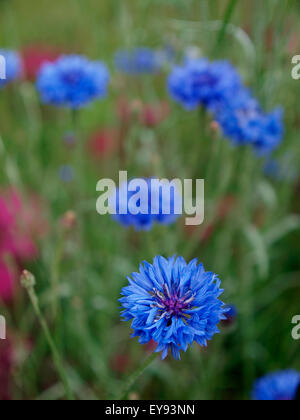 Centaurea cyanus, commonly known as cornflower, UK Stock Photo