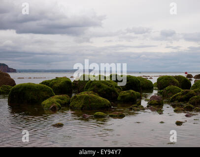 Seaweed covered rocks, Shaldon, Devon, UK Stock Photo