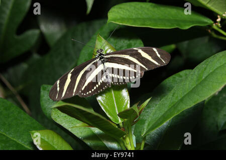 Butterfly. Zebra Longwing, Heliconius charitonius. The Butterfly Conservatory at Niagara Parks Botanical Gardens, Ontario, Canad Stock Photo