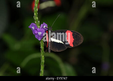 Butterfly. Red Postman, Heliconius erato. The Butterfly Conservatory at Niagara Parks Botanical Gardens, Ontario, Canada. Stock Photo