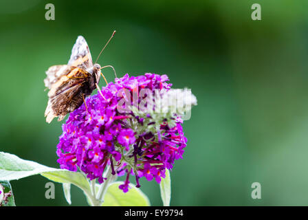 Red Admiral butterfly during the 2015 big butterfly count basking in the sun on a budlia flower in Surrey England UK Stock Photo