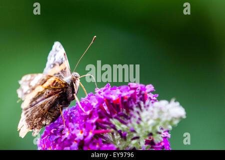 Red Admiral butterfly during the 2015 big butterfly count basking in the sun on a budlia flower in Surrey England UK Stock Photo