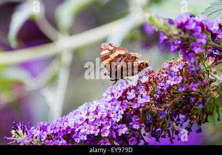 Red Admiral butterfly during the 2015 big butterfly count basking in the sun on a budlia flower in Surrey England UK Stock Photo