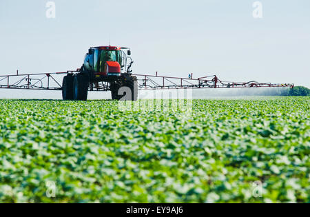 A high clearance sprayer applies herbicide to early growth canola, near Dugald; Manitoba, Canada Stock Photo