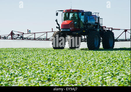 A high clearance sprayer applies herbicide to early growth canola, near Dugald; Manitoba, Canada Stock Photo