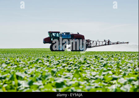 A high clearance sprayer applies herbicide to early growth canola, near Dugald; Manitoba, Canada Stock Photo