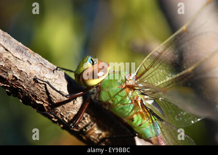 Close up of beautiful green dragonfly on the branch Stock Photo