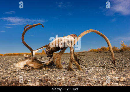 A subsistence hunted caribou head and antlers on the bank of the Noatak River, Arctic Alaska, USA, Fall Stock Photo