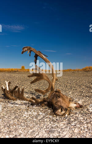 A subsistence hunted caribou head and antlers on the bank of the Noatak River, Arctic Alaska, USA, Fall Stock Photo