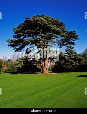 Lebanon Cedar, Talbot Botanic Garden, Malahide, Co Fingal, Ireland Stock Photo