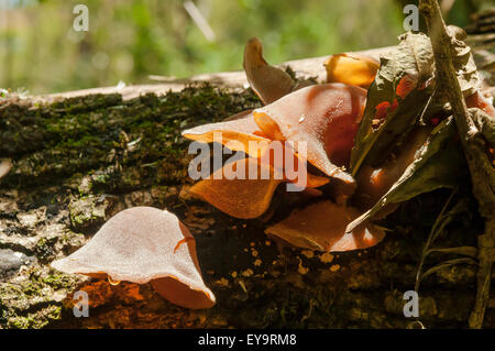 Auricularia polytricha, Cloud Ear Fungus, Lake Atitlan, Guatemala Stock Photo