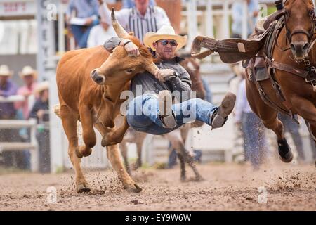 Cheyenne, Wyoming, USA. 24th July, 2015. Steer Wrestler Jarret New of Wimberley, Texas grabs the horns of a steer at the Cheyenne Frontier Days rodeo at Frontier Park Arena July 24, 2015 in Cheyenne, Wyoming. Frontier Days celebrates the cowboy traditions of the west with a rodeo, parade and fair. Stock Photo