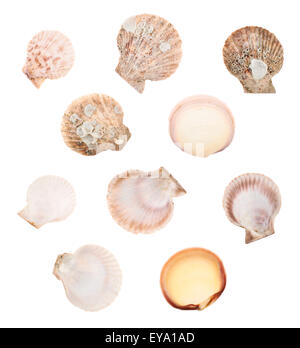 Set of multiple sea shells isolated Stock Photo