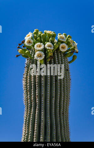 Blossoms on the saguaro cactus in Saguaro National Park near Tucson, Arizona, USA. Stock Photo