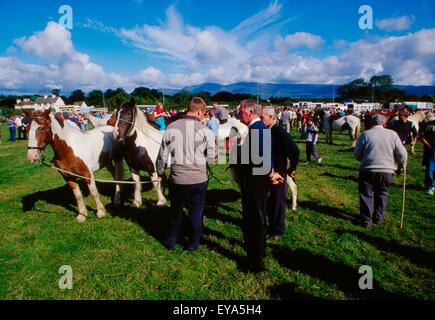 Killorglin, County Kerry, Ireland; Horses At The Puck Fair Stock Photo