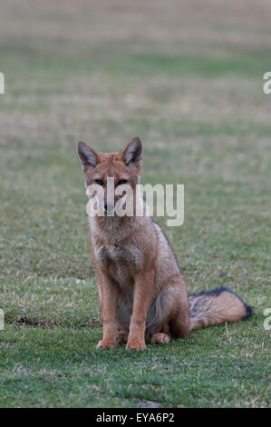 South American Gray Fox (Lycalopex griseus), Torres del Paine National Park, Chilean Patagonia, Chile Stock Photo