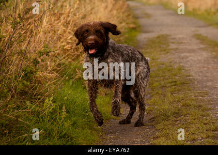 Korthals Griffon running through the fields Stock Photo