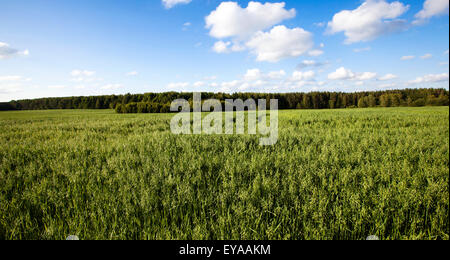 green oats Stock Photo