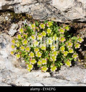 Saxifraga facchinii K.  (Sassifraga di Facchini) on limestone rocks.  Facchini´s Saxifrage. Trentino Dolomites. Italy. Europe. Stock Photo