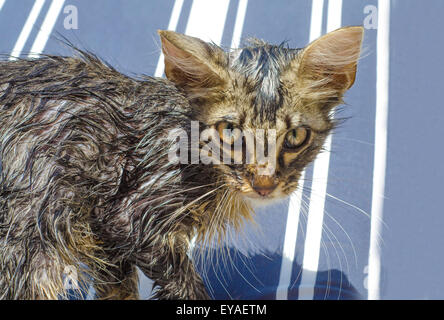 Portrait of a baby wet tabby cat after a bath in blue and white  lines as background Stock Photo