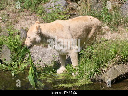 Juvenile white lion (Panthera leo Krugeri) drinking water , some reeds in his mouth Stock Photo