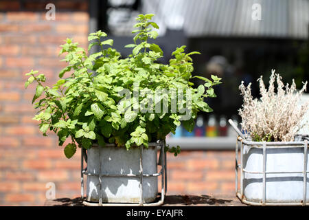A potted mint herb plant, melissa officinalis, in a metal container on a wall in the warm summer sunshine Stock Photo
