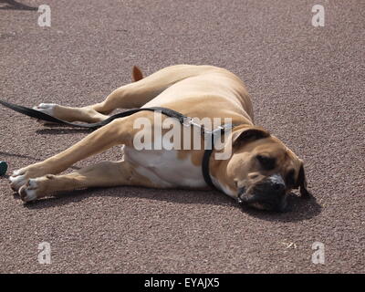 St. Annes, Lancashire, UK.  It's just too much for this South African mastiff, a boerboel, during kite festival. Stock Photo
