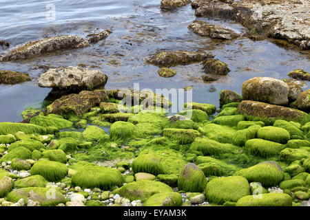 Dense green and brown seaweeds on coastal rocks Stock Photo