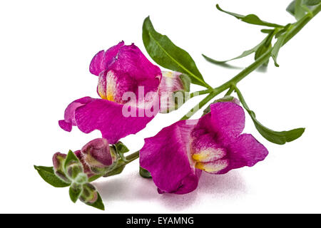 Flowers of snapdragon, lat.Antirrhinum, isolated on white background Stock Photo