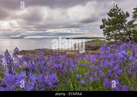 Camas blossoms, Washington, San Juan Islands, Sucia Island Stock Photo