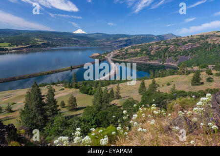 Overlooking Rowland Lake, the Columbia River and Mount Hood from the Catherine Creek area, Washington.  Hyacinth Cluster Lily Stock Photo