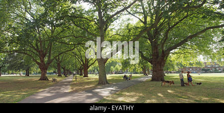 View of the avenue of trees in the park in London Fields Hackney UK Stock Photo