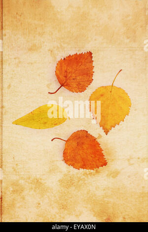 Beautiful vintage background with autumnal close up leaves Stock Photo