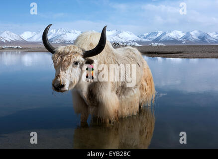 Chilly paddle. White yak in Lake Namtso Tibet Stock Photo