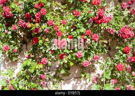 Red roses growing on pink cottage Shottisham, Suffolk, England, UK Stock Photo