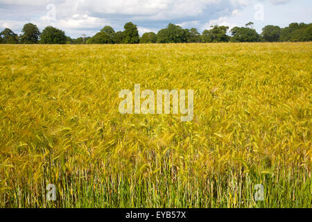 Field with growing barley crop in summer, Shottisham, Suffolk, England, UK Stock Photo